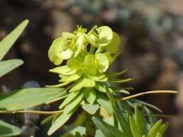 Image result for Euphorbia jubata