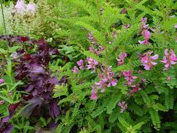 Image result for Hionanthera