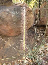 Image result for Perotis patens