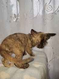 Black And White Kittens For Sale Essex Devon Rex Kittens For Sale Two Girls Sold Sold Grays Essex Pets4homes Devon Rex Devon Rex Kittens Kitten For Sale