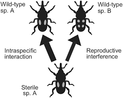 All chemical types are friendly to our fragility environment, and are guaranteed by department of medical sciences (dmsc). Killing Two Bugs With One Stone A Perspective For Targeting Multiple Pest Species By Incorporating Reproductive Interference Into Sterile Insect Technique Honma 2019 Pest Management Science Wiley Online Library