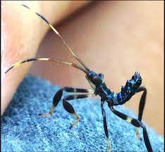 Leaf Footed Bug Nymph Acanthocephala Terminalis Insect Identification Leaf Footed Bug Insects