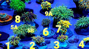 Learn more about ny's pilot program offering new vaccinated sections at the garden. For Sale Sale On Torches For Sale Tck Master Dragon Tamer Hellfires Ig Nyk Plus More Humble Fish Reef Community