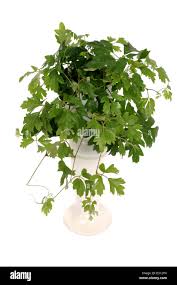 Image result for Rhoicissus