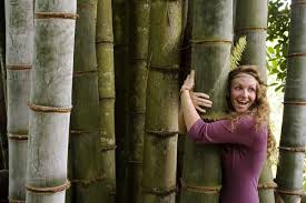 Black Bamboo Plants For Sale Ireland World Travels Sustainable Living By Kimberly O Connor Via Behance Black Bamboo Plant Bamboo Garden Bamboo Species