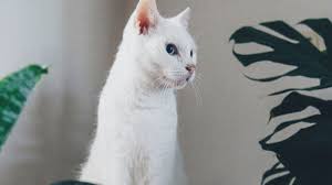 Non toxic flowers for cats and dogs. 21 Plants That Are Safe For Cats And Dogs Architectural Digest