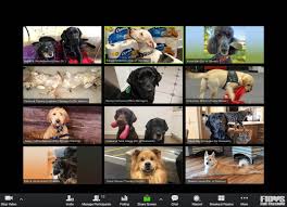 The host will always see the breakout rooms option on their zoom toolbar (as long as it is enabled in their meeting settings). Fidos For Freedom On Twitter Here Is What It Looks Like After 2 Hours In A Fidos Leadership Zoom Meeting Meme Servicepuppies Therapydogs Dogs Zoom Https T Co Ojzhuitahi