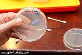 We did not find results for: Growing Bacteria In A Petri Dish Stem Activity For Kids Gift Of Curiosity