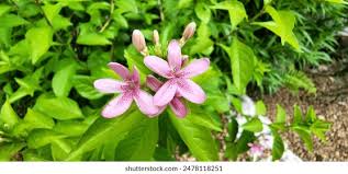 Image result for Ruspolia