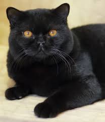 Learn about the different black cat breeds from around the world. British Shorthair Cat Breed Profile Metaphorical Platypus