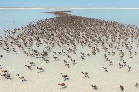 Jun 24, 2021 · országos tűzgyújtási tilalom lépett életbe csütörtöktől. Tobb Ezer Flamingofioka A Torokorszagi Tuz To Partjainal Impress Magazin