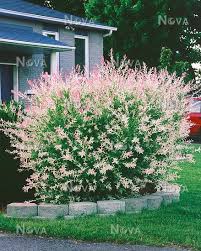 So, watering may well be required in dry and warm conditions. Salix Integra Hakuro Nishiki Media Database