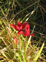 Tulipa Sprengeri Sprenger S Tulip Is A Wild Tulip From The Pontic Coast Of Turkey It Is Quite Rare And Possibly Extinct In The Wild 1 Tulips Rhizome Plants