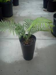 Image result for Encephalartos aplanatus