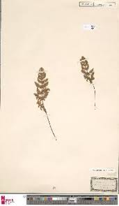 Image result for Cheilanthes angustifrondosa