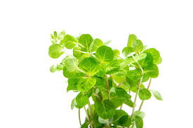 Image result for Rotala tenella