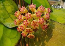 Hoya Joy X Jennifer Currlin Orchideen