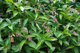 Image result for Indigofera dyeri