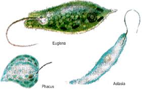 Protozoos Flaxelados Protozoos Reino Protista Dibujos
