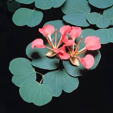 Image result for Bauhinia galpinii