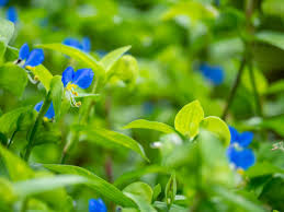 Image result for Commelina congesta