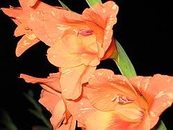 Image result for Gladiolus microspicatus