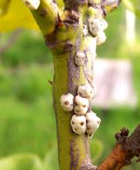 Image result for puklice švestková obrázek