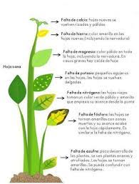 Como Abonar Y Falta De Nutrientes En Las Plantas Cuidado De Plantas Jardineria Plantas