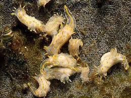 Image result for Eulalia polyneura