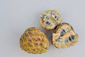 Image result for Annona squamosa