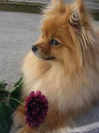 Inquisitive Pomeranian Dogs Temperament Pomeraniannetwork Pomeranianvideo Pomeranianpuppies Pomeranian Puppy Cute Pomeranian Pomeranian