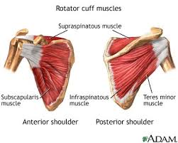 They are often associated with impingement syndrome as well. Shoulder Blade Pain