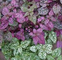 Image result for Hypoestes