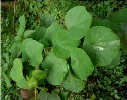 Image result for Cissampelos torulosa