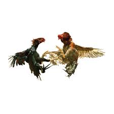Pin Di Sabung Ayam Png