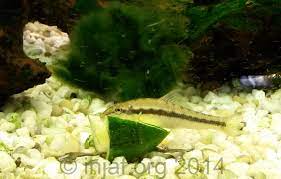 The Algae Eater Debate Injaf