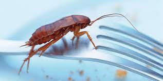 Check spelling or type a new query. Do Cockroaches Bite Humans How Cockroaches Can Spread Disease