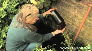 Whereas in nature climbers use other plants to achieve often limitless heights, in a garden many of us plant them on walls and fences, to clamber the bases of the roses are kept clear of it. How To Plant A Clematis Youtube