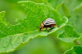We did not find results for: 10 Most Destructive Garden Pests How To Keep Common Bugs Out Of Garden