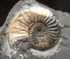 Image result for Pleioceras