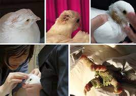 Not all rescues will help pigeons & doves (whether domestic or nonnative) but these will. 11 Abandoned King Pigeons Squab Rescued Free From Harm