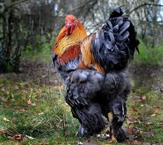 Ayam Hias Braham Emas Hitam Merah Ternak Ayam Ayam Emas