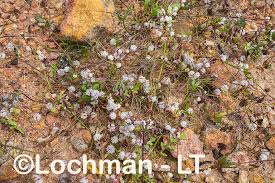 Image result for Cuscuta planiflora
