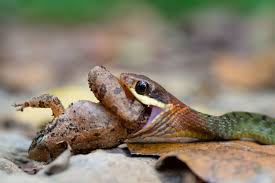 Snake venom is a blend of bioactive compounds that interferes in various physiological systems and can lead to debilitation of the victim or death. How Snake Venom Works