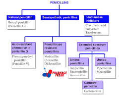 Image result for Extended Spectrum Penicillin