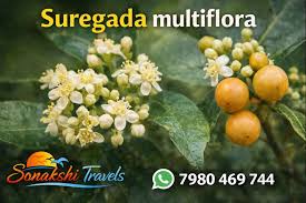 Image result for Suregada