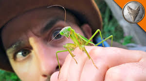 This cryptid mostly resembles a praying mantis (which is why it's called mantis man), and is unlikely to be related to the mantodea order. Alien Or Insect Youtube