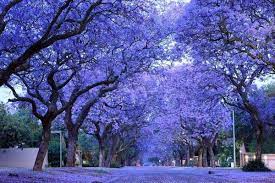 Alberi con fiore in primavera; Jacaranda E Albizia Alberi Decorativi Da Giardino