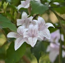 Image result for Maerua aethiopica