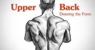 Keep your back as close to the bench as possible. How To Draw Upper Back Muscles Form Proko